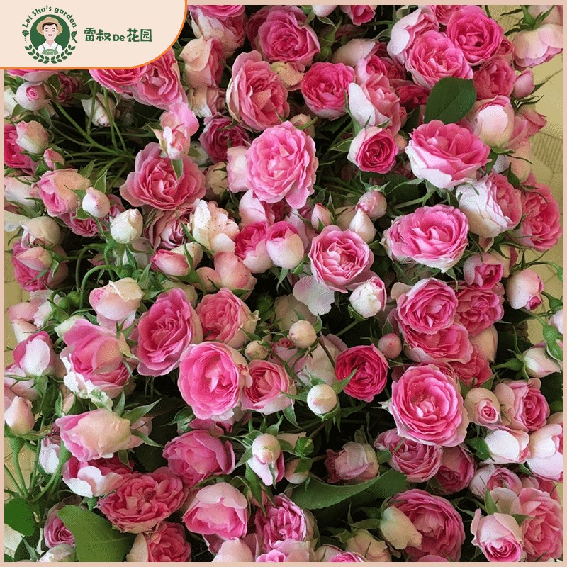 雷叔的花园胭脂扣藤本月季花苗带盆栽好四季开花多头浓香花量大