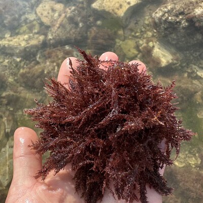 海缸高等藻绿葡萄藻红葡萄藻鹿角藻降低no3po4净化水质海缸造景