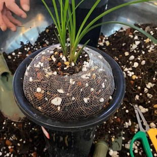 肖氏诱生兰花植料松筋栗树叶配方透气沥水好腐熟肥足营养土包邮