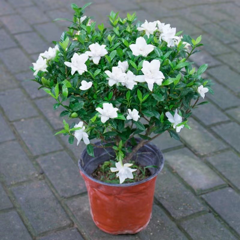 大叶牡丹栀子花盆栽独杆树苗四季开花室内小叶栀子花庭院花卉带花