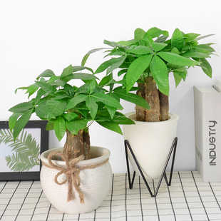 金叶子三株迷你发财树净化空气绿植盆栽办公室内观叶常绿植物花卉