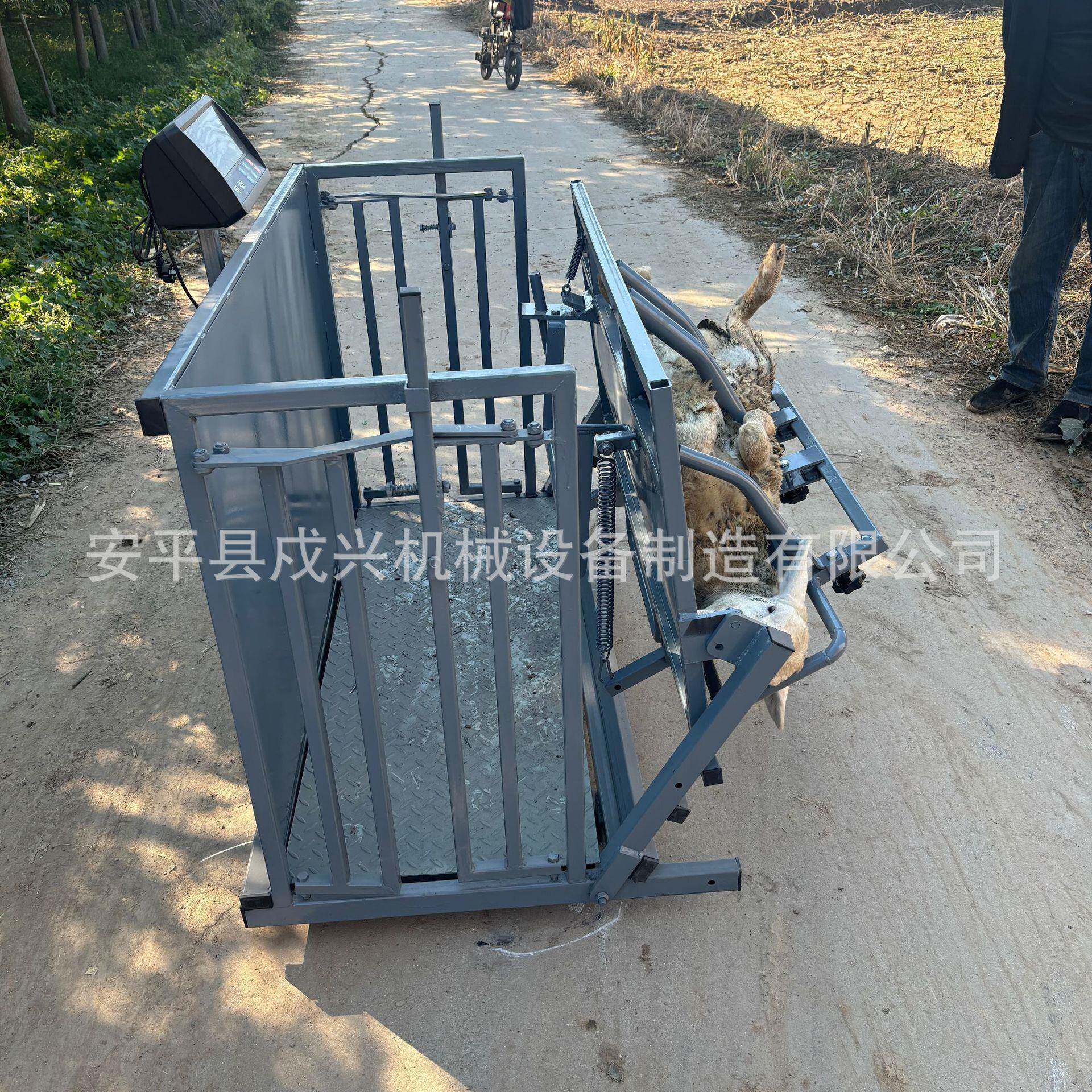 称重羊防疫通道翻转修羊蹄剪羊毛流水线式操作