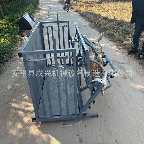 称重羊防疫通道翻转修羊蹄剪羊毛流水线式操作