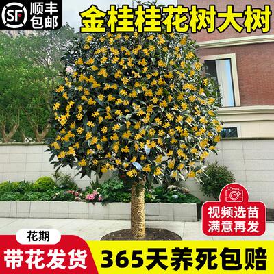 金桂花树大室外别墅庭院阳