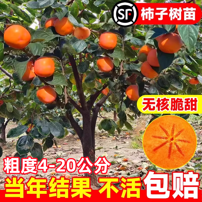 嫁接脆甜柿子树果苗盆栽地