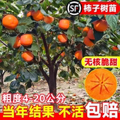 嫁接脆甜柿子树果苗盆栽地栽南北方种植特大庭院果树火晶柿子苗树