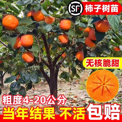 嫁接脆甜柿子树果苗盆栽地