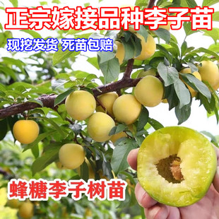 蜂糖李子树苗嫁接特大晚熟脱骨青脆李子果树苗南北方种三华李树苗