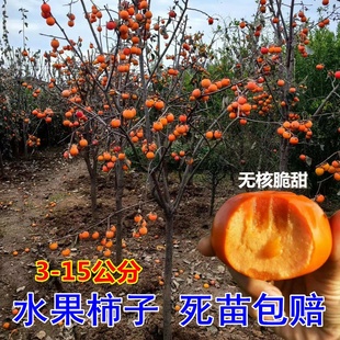 特大庭院脆甜柿子苗树火晶磨盘水果柿子苗南北方种植果苗当年结果