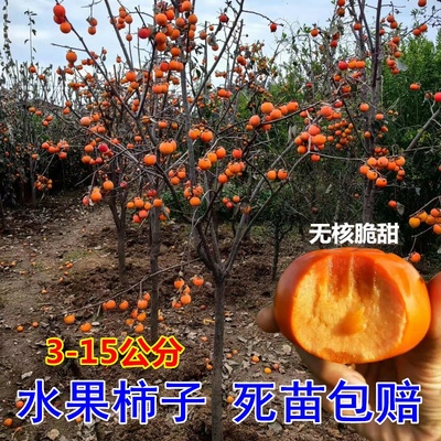 特大庭院脆甜柿子苗树火晶