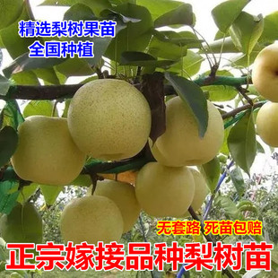 梨树果苗嫁接苗翠冠梨树丰水梨子树苖地栽当年结果梨树苗果树果苗