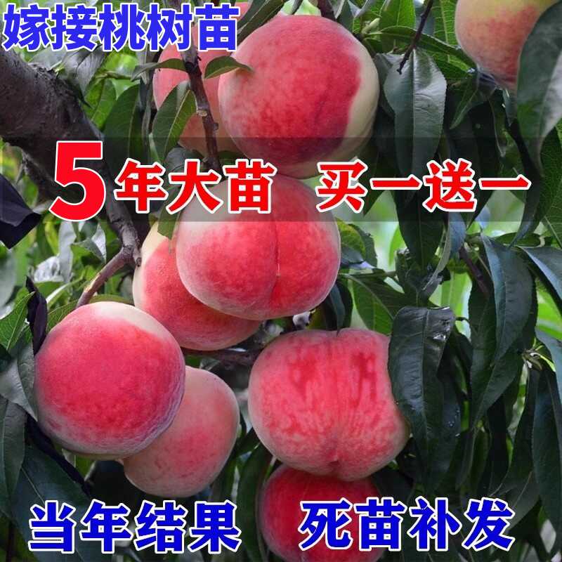 桃树果苗嫁接南方北种植黄