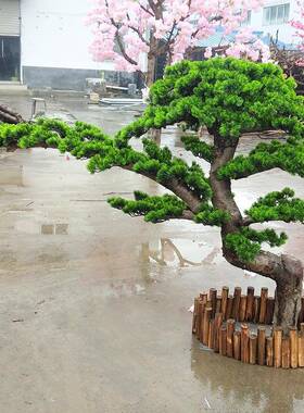 仿真迎客松人罗汉松假松树美松客厅室商内落地73288摆件场饰酒店