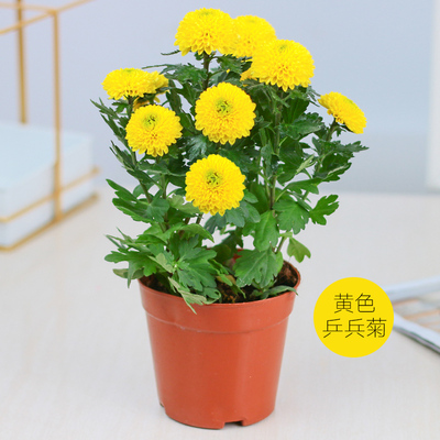 快速发货大菊花苗盆栽花卉观花植C物乒乓菊室内外庭院阳台四季带