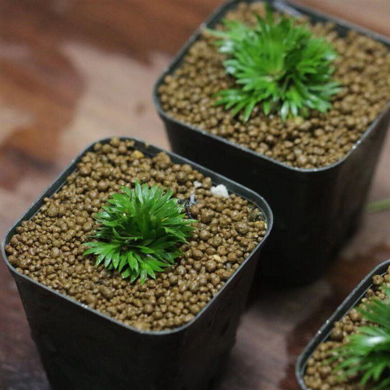 蝉小川菖蒲桌面迷你盆栽室内茶桌微型盆景观叶植物黄金姬金钱菖蒲