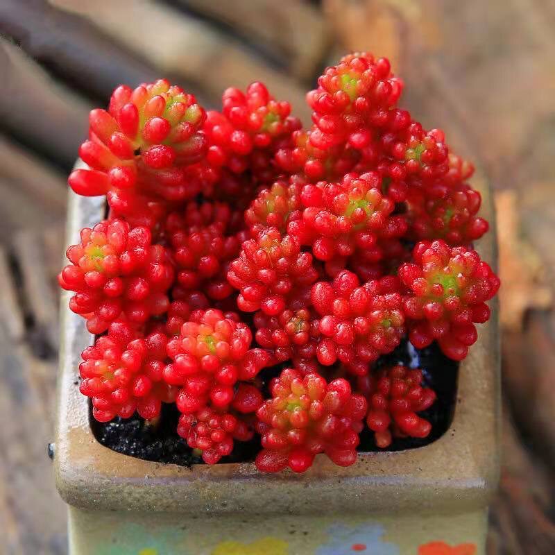 彩色浆果稀有肉肉懒人花盆栽红浆果多肉植物老桩珊瑚珠新手好养