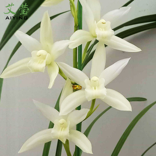 大雪素 四季兰素心 有香味的兰花夏带花苞出售新手好养花卉盆栽草