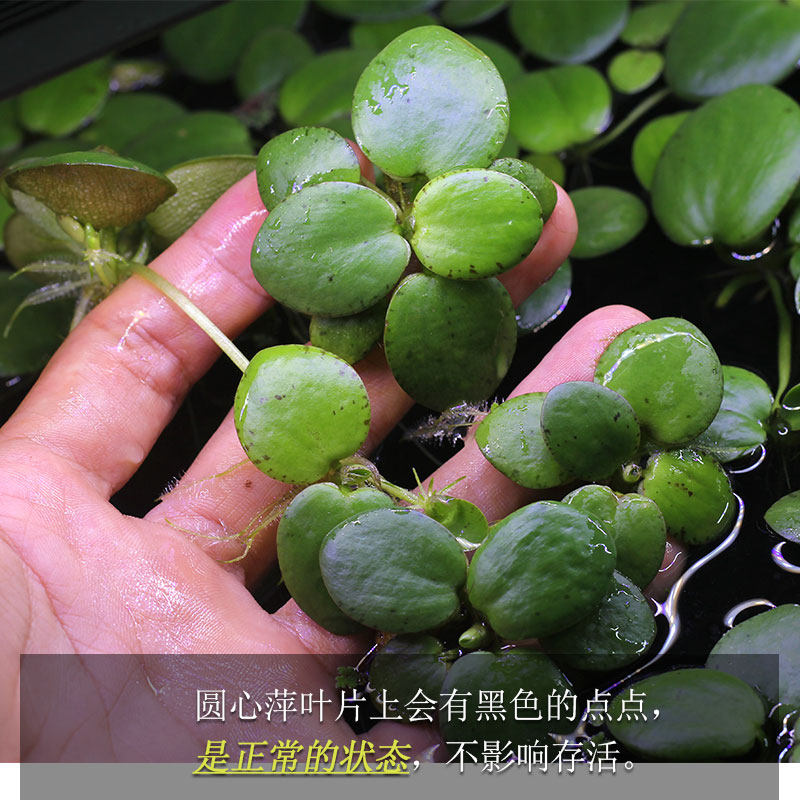 圆心萍浮萍净化水质吸收硝酸盐水培绿植庭院阳台鱼虾龟缸漂浮水草