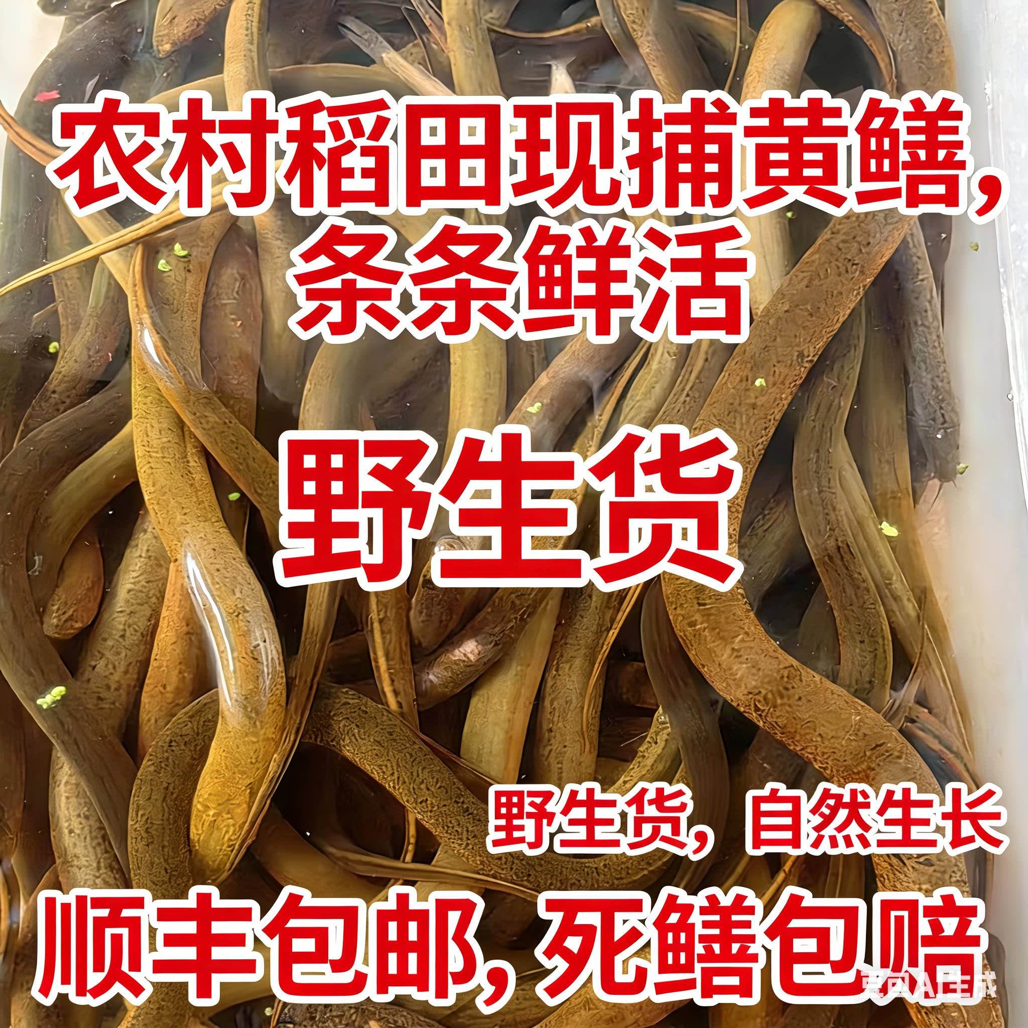 湖南野外稻田黄鳝捕获黄鳝鲜活野黄鳝鱼土鳝鱼新鲜盘龙鳝鳝丝