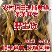 湖南野外稻田水库捕获黄鳝鲜活野黄鳝鱼土鳝鱼新鲜盘龙鳝鳝丝