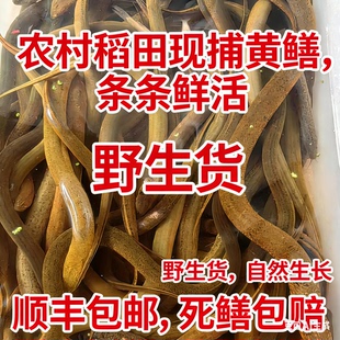 湖南野外稻田水库捕获黄鳝鲜活野黄鳝鱼土鳝鱼新鲜盘龙鳝鳝丝