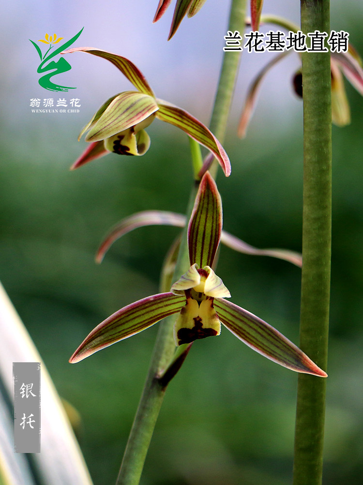 翁源兰花苗老种墨兰银托叶艺铭品金华山好养室内客厅绿植花卉盆栽
