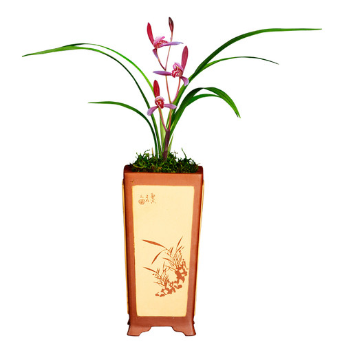 建兰兰花四c季墨宝浓香花卉盆景盆栽土绿植兰带草植物花苞名贵苗