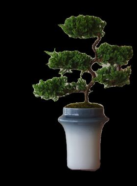 春天到家 中式盆景o五层塔松室内绿植盆栽客厅装饰送礼好养植物