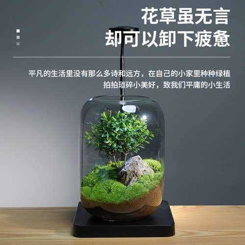 桌面植物微景观玻璃生态瓶苔w藓成品好养创意绿植室内装饰摆件盆