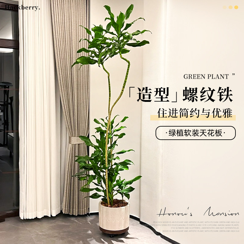 螺纹铁植物龙血树l大盆栽客厅阳台办公室内大型落地绿植四季好养