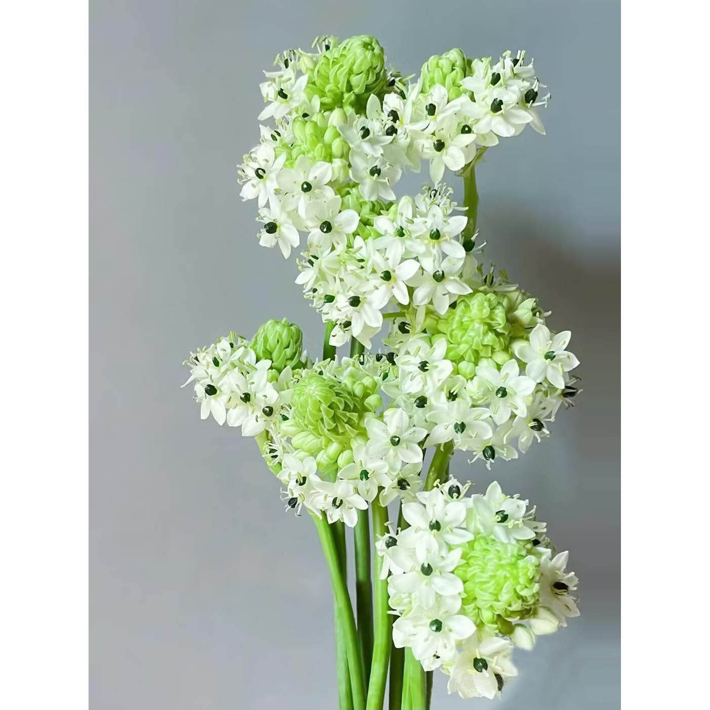 花夫人|天鹅绒鲜花 伯利恒之星 云南昆明基地直发 水养鲜花插花瓶