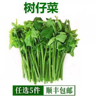新鲜树仔菜餐饮特色食材蔬菜 海南五指山野菜天绿香潮汕菜凉拌菜