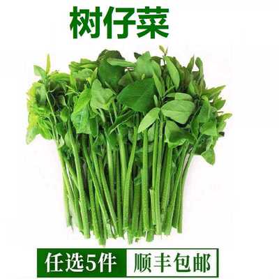 新鲜树仔菜餐饮特色食材蔬菜 海南五指山野菜天绿香潮汕菜凉拌菜