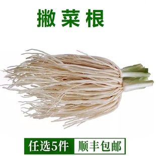 新鲜白茅根500g现挖水洗甜草根毛根竹蔗水原料茅根新鲜甘甜草根茶