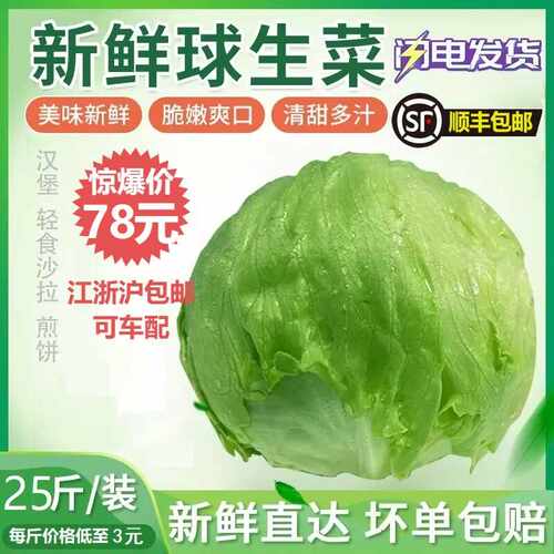 球生菜25斤整件包邮圆生菜西生菜新鲜蔬菜沙拉食材西餐汉堡用生菜