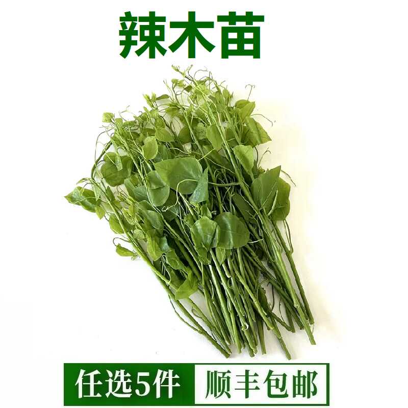 新鲜辣木苗500g 姑娘菜野菜叶菜类