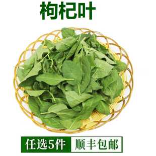 新鲜枸杞叶枸杞菜煮汤枸杞嫩叶蔬菜枸杞芽纯叶无梗500g福建发货