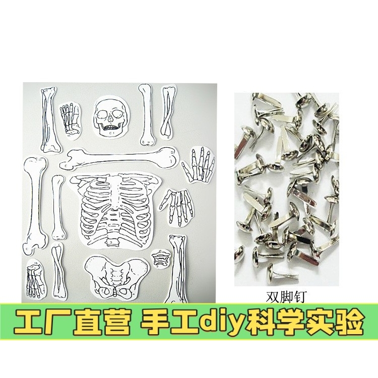 幼儿园手工益智玩具 科学实验器材科技小制作DIY人体骨骼模型拼装