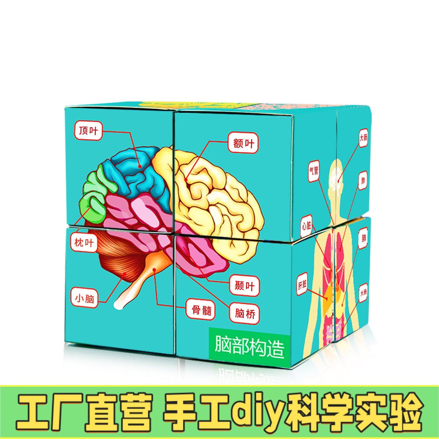 科学实验认识人体器官魔方学生儿童DIY手工科技小制作教具材EC17