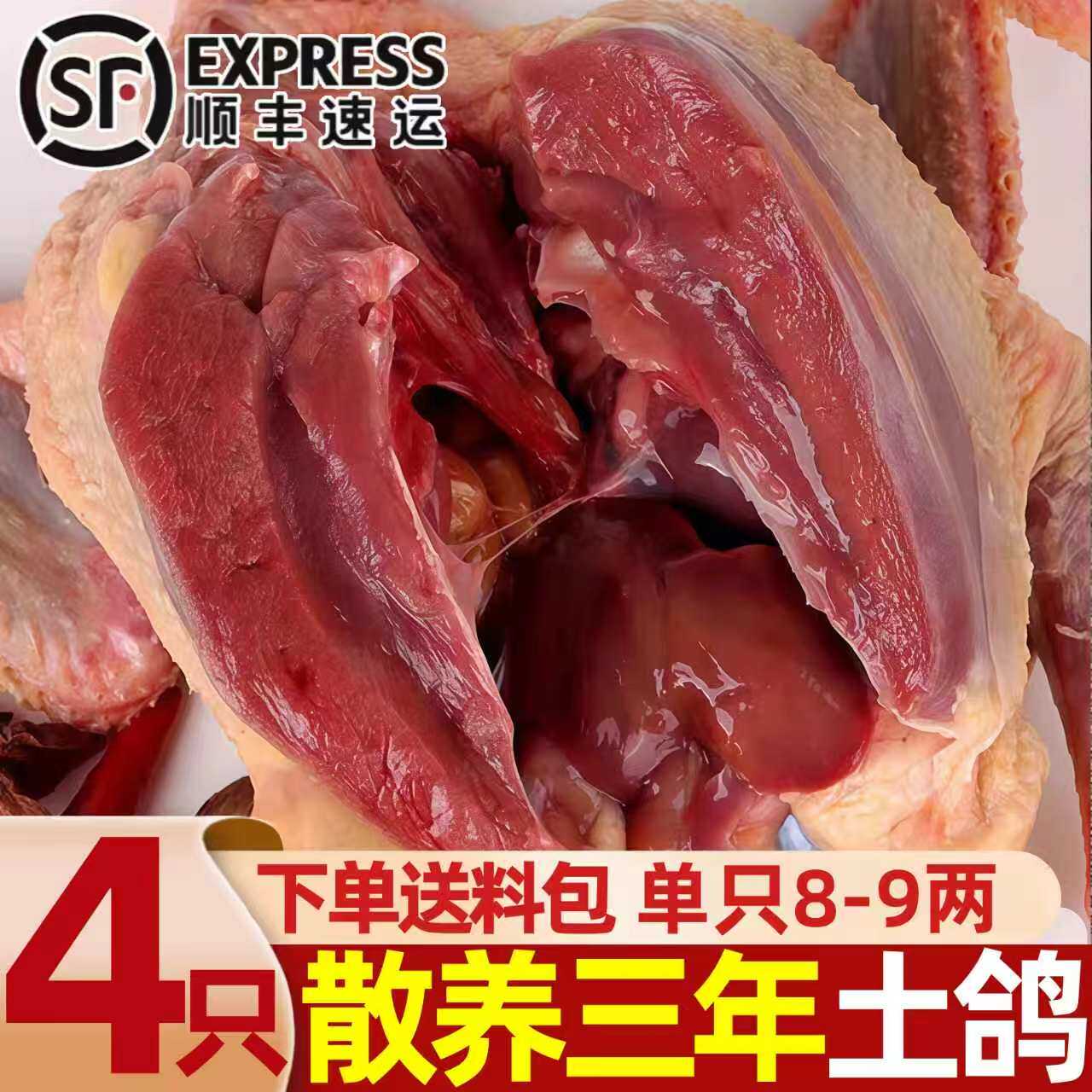 新鲜现杀农家散养乳鸽炖煲汤