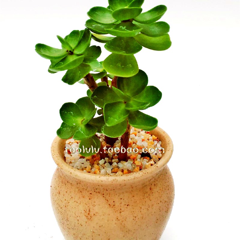 金钱木多肉盆栽室内盆栽多浆植物多肉绿植花盆盆栽迷你盆栽多肉绿