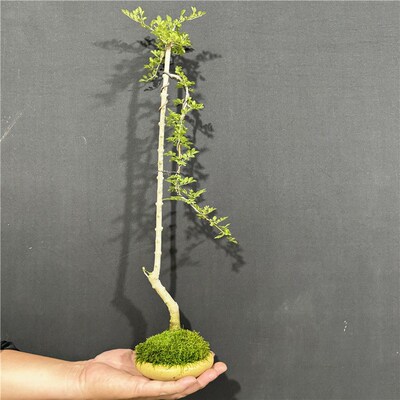 对节白蜡文人盆景桩对接白蜡易活室内外阳台耐寒耐热素材盆栽