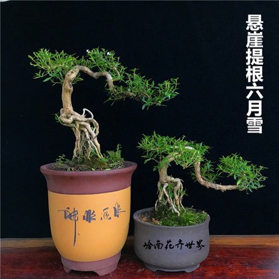 悬崖六月雪盆栽老桩树桩提根造型四季常青开花盆景福建茶雀梅黄杨