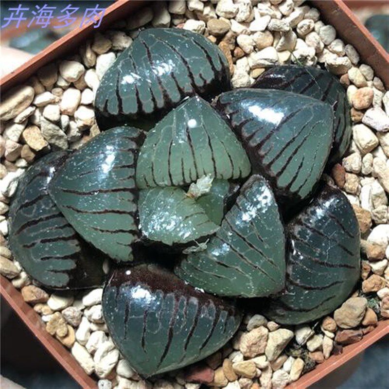 日月潭玉露类十二卷属多肉植物稀多肉植物