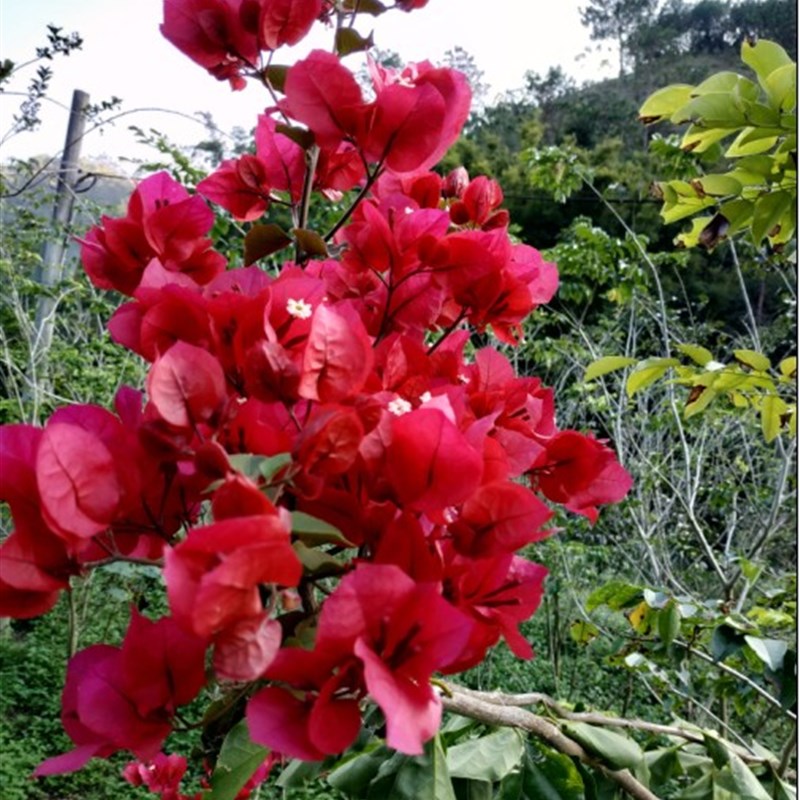三角梅 红花三角梅 勒杜鹃三角梅老树桩 提根三角梅盆景