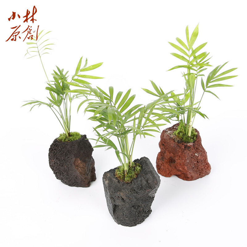 养龟造景岩植穴孔火山石袖珍椰子水边水陆装饰植物乌龟缸沼泽水培