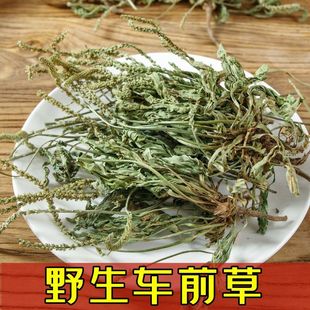 四川野生车前草干货中药材牛舌草泡水喝无硫正品车前草茶