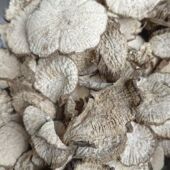 秦岭野生天花粉新货天花粉中草本科瓜蒌栝楼根片粉晒干天花粉干货