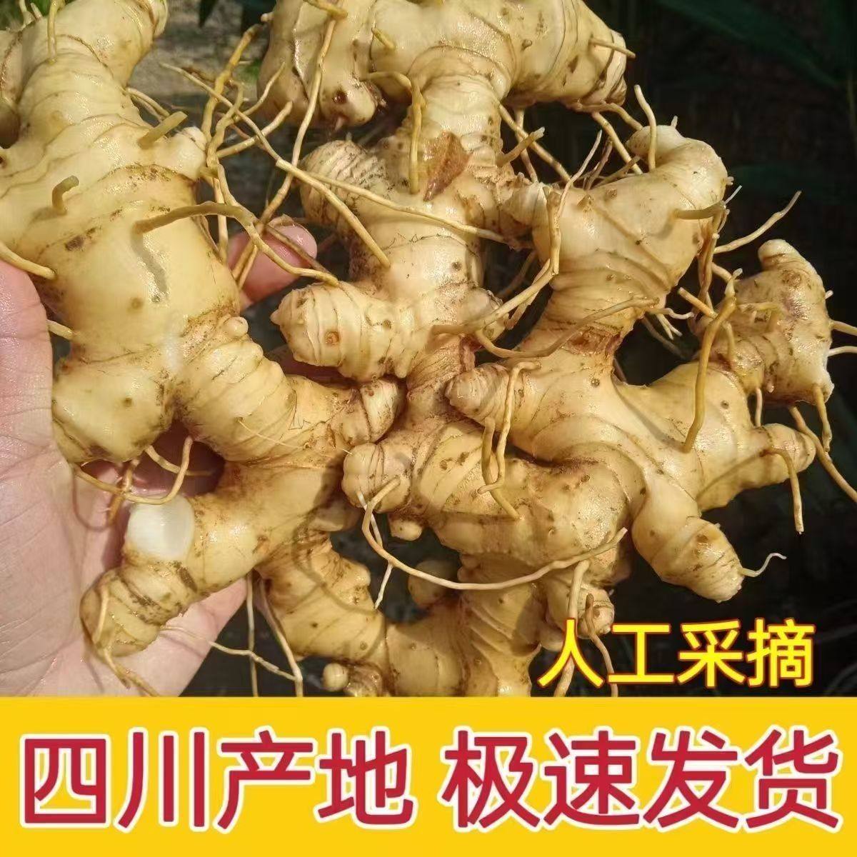 四川鲜黄精深山特产多花鸡头参新鲜老虎姜煲汤泡酒大块老虎姜现挖