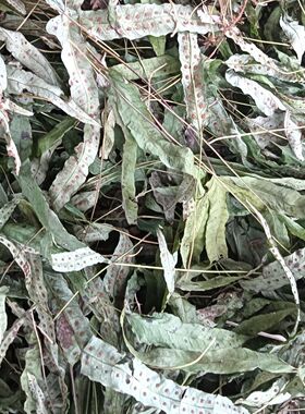 秦岭野生金鸡脚新鲜晒干鸭脚草七星草鹅掌金星草新金鸡脚草药干货